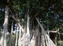 ficus