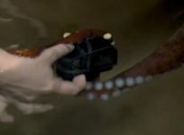 Octopus films itself using a GoPro