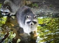 raccoon