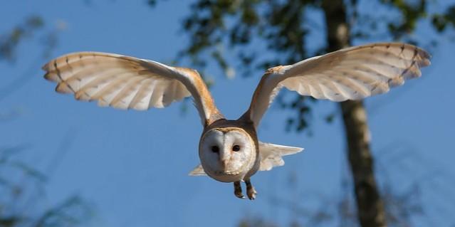 (Picture for representation) Bobby - the barn owl had was supposed to carry the rings. Owl