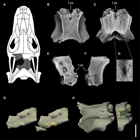 The skull of the Four Eyed lizard Four-eyed Lizard