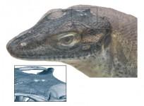 Four eyed lizard