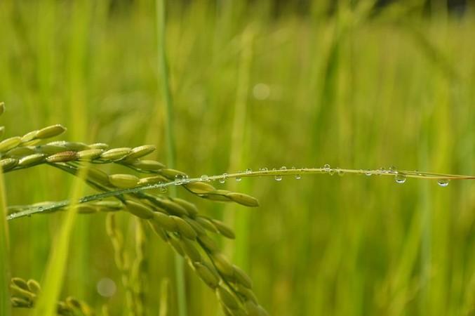 paddy field