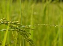 paddy field