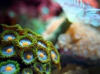 corals