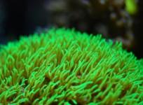 corals