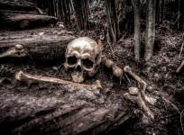 skull