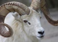 ram