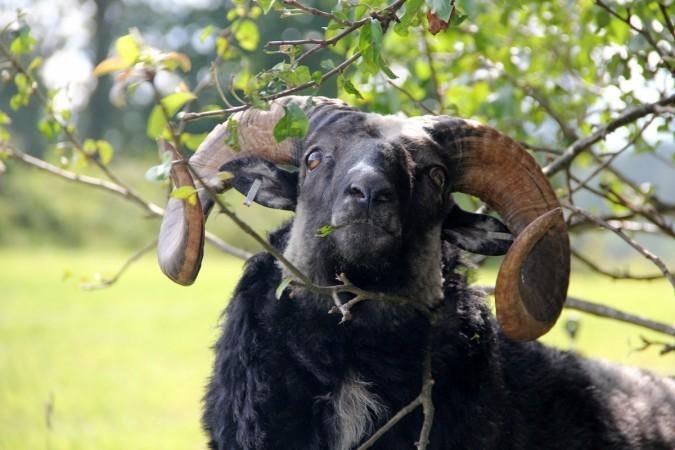 The man who wrestled the animal, said: ram