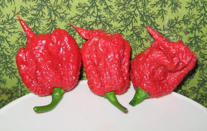 World's hottest chili pepper — Carolina Reaper Carolina Reaper