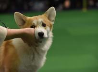 Welsh Corgi