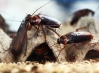 cockroaches