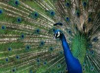 peacock