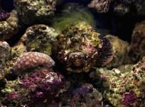 stonefish