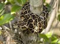 burmese python