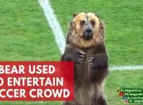 Performing bear used to entertain crowds at Russian Soccer match