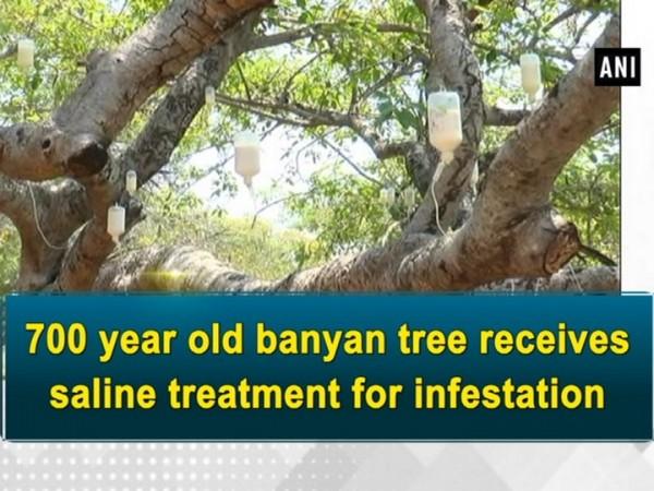 700 year old banyan tree gets saline treatment