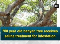 700 year old banyan tree gets saline treatment
