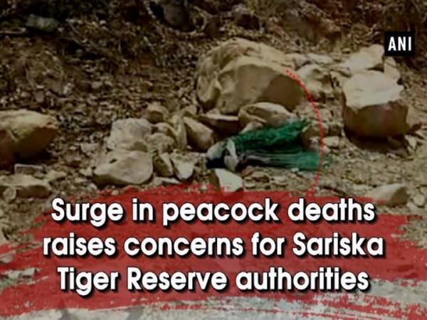 Surge in peacock deaths