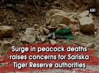 Surge in peacock deaths