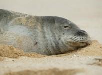 Hawaiian Monk seal