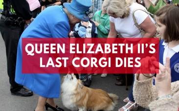 Queen Elizabeth IIs last corgi dies