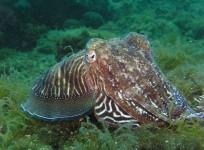 Squid