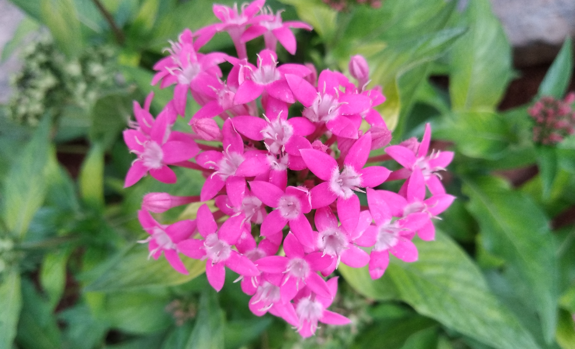 Xiaomi Redmi 5 primary camera sample taken during the day Xiaomi, Redmi 5, review, performance, battery, design, camera