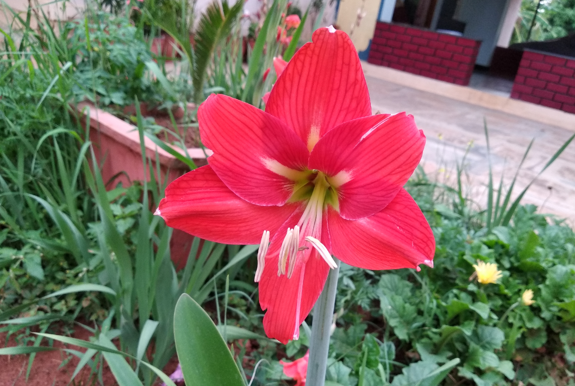 Xiaomi Redmi 5 primary camera sample taken in the day Xiaomi, Redmi 5, review, performance, battery, design, camera