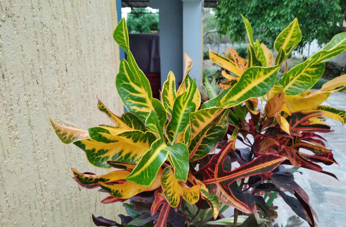 Xiaomi Redmi 5 primary camera sample taken during the day Xiaomi, Redmi 5, review, performance, battery, design, camera