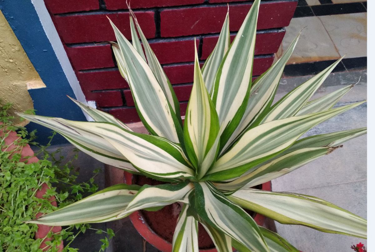 Xiaomi Redmi 5 primary camera sample taken during the day Xiaomi, Redmi 5, review, performance, battery, design, camera