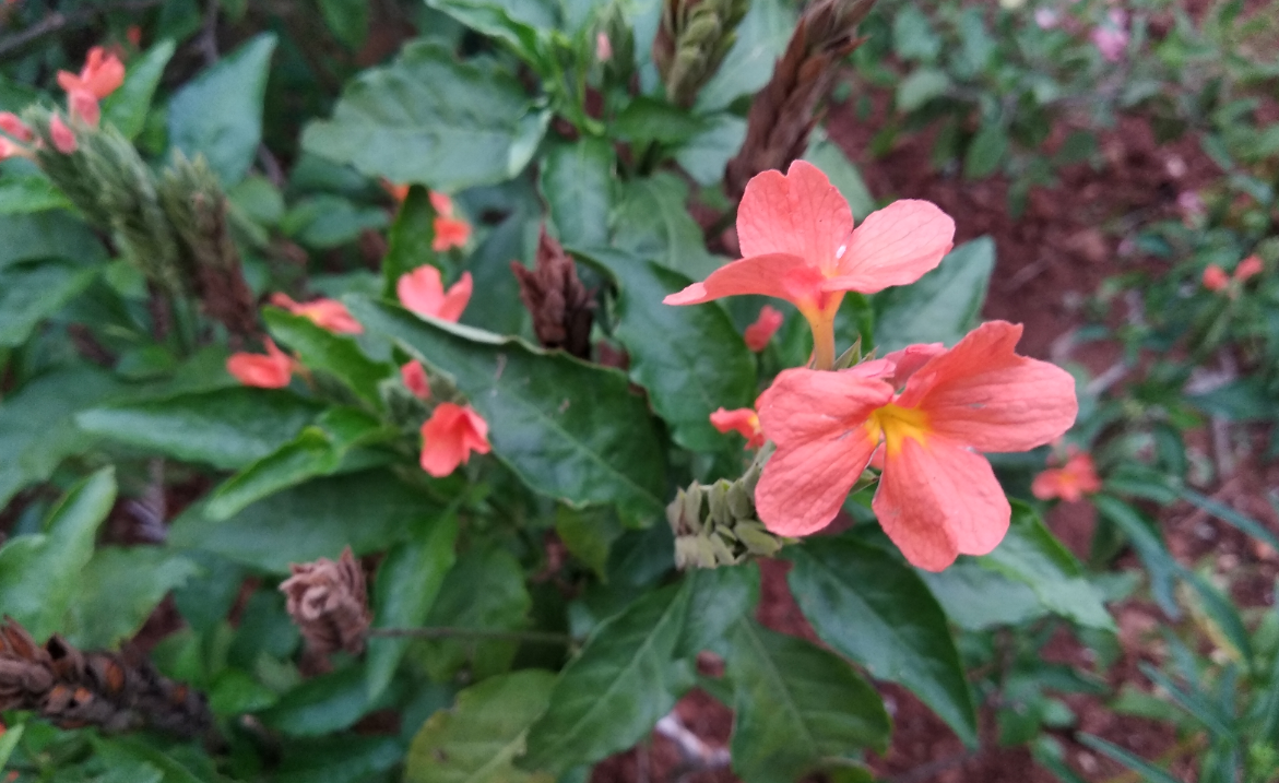 Xiaomi Redmi 5 primary camera sample shot taken during the evening Xiaomi, Redmi 5, review, performance, battery, design, camera