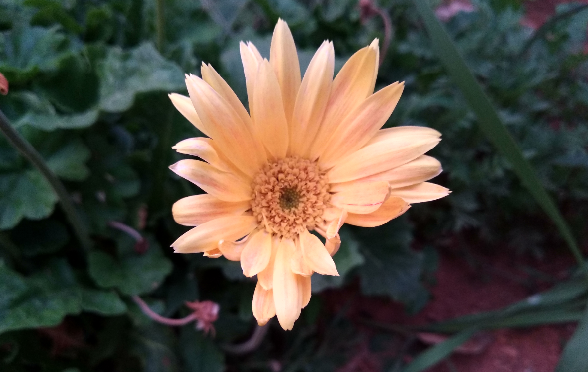 Xiaomi Redmi 5 camera sample taken during the evening. Xiaomi, Redmi 5, review, performance, battery, design, camera