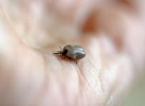 tick