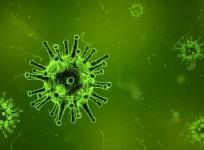 virus