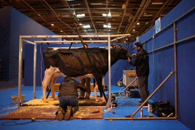 Farmers prepare a Prim'Holstein milk cow at the 2018 Paris International Agricultural Show as work continues on the eve of the opening of the farm show in Paris, France, February 23, 2018. cow