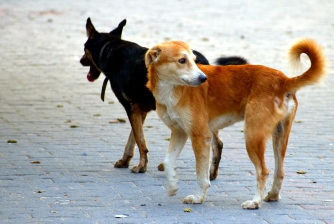 Dog on dog sex in Kalyan