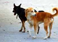 Dogs