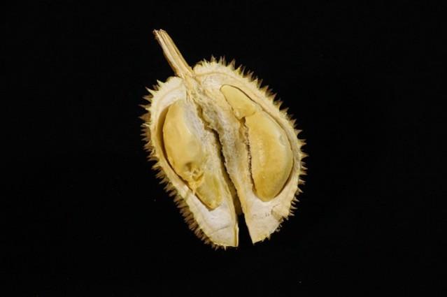 Representational image of durian fruit durian