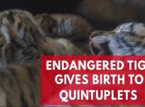 Endangered Tiger Gives Birth To Quintuplets In China