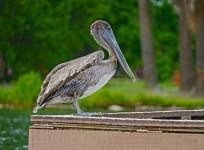 Pelican