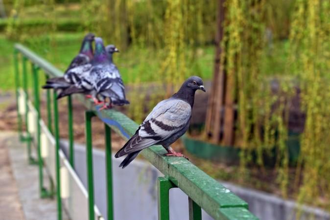 Pigeons