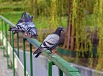 Pigeons