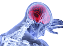 brain