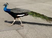 peacock