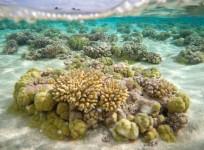 Coral Reefs Cant Keep Up With The Rate Of Climate Change