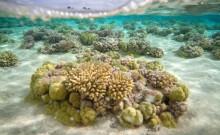 Coral Reefs Cant Keep Up With The Rate Of Climate Change