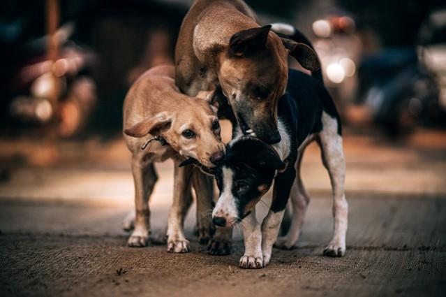 Picture For Representation Dogs