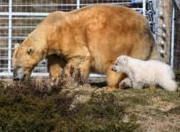 bear