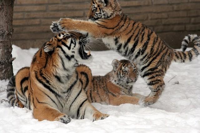 Picture For Representation Tiger